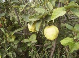 clorosis ferrica Clorosis férrica