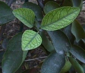 clorosis ferrica en cítricos Clorosis férrica
