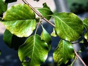 clorosis ferrica en peral Clorosis férrica