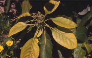 clorosis férrica Abonado de frutales