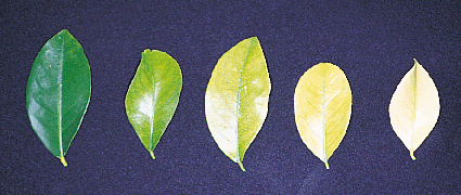 clorosis férrica en limón