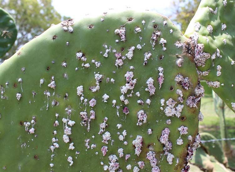 la cochinilla en las plantas y cultivos cochinilla en nopal