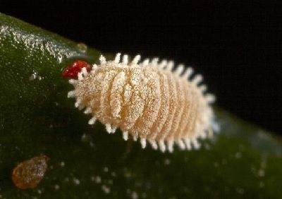 Planococcus citri cochinillas Planococcus citri