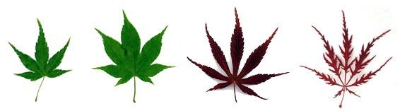 color y distintas hojas de Acer palmatum