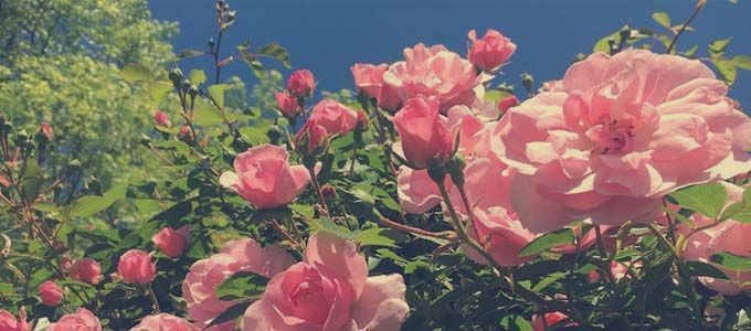 como abonar el rosal
