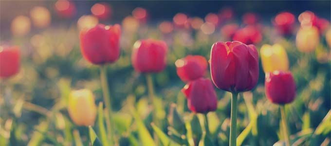 como cultivar el tulipan