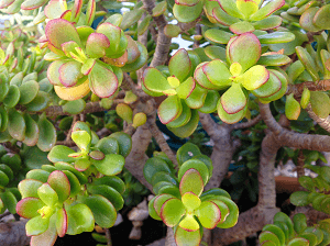 crassula ovata