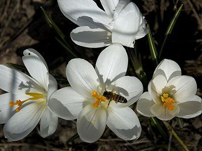 Crocus vernus abeja