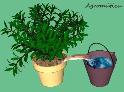 cubo agua planta cubo agua planta