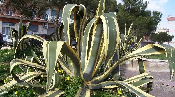 cultivo de Agave americana marginata