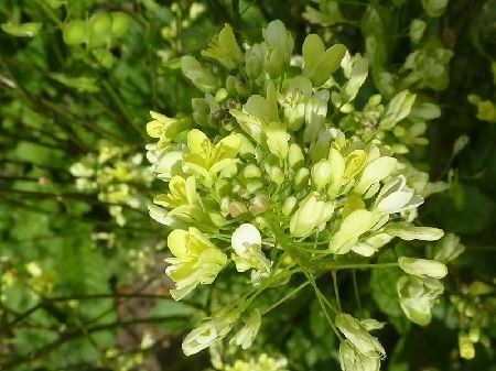 Planta Brassica nigra