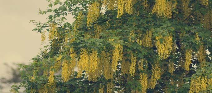 cultivo de Laburnum alpinum