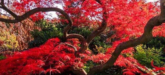 cultivo de acer palmatum