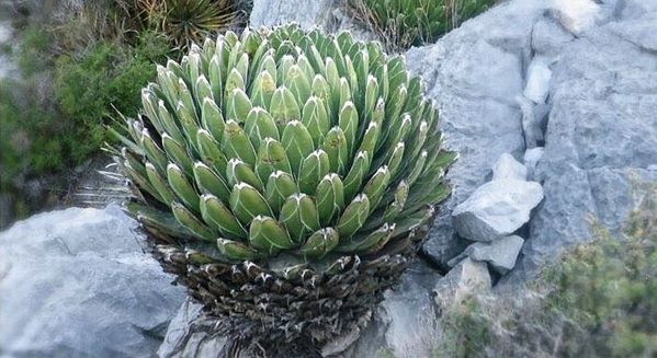 cultivo de agave Victoriae reginae