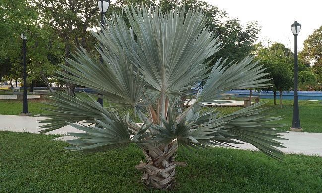 cultivo de brahea armata o palmera azul