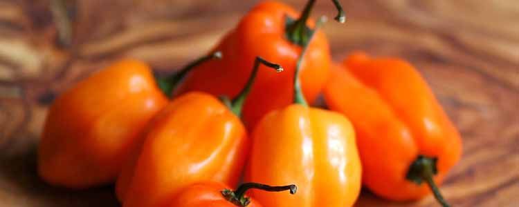 frutos de chile habanero