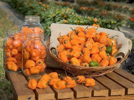 cultivo de chile habanero
