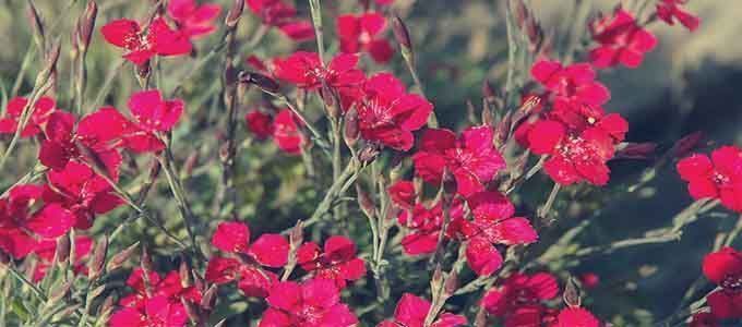 Clavelina de floración roja