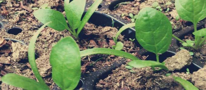 cultivo de espinacas