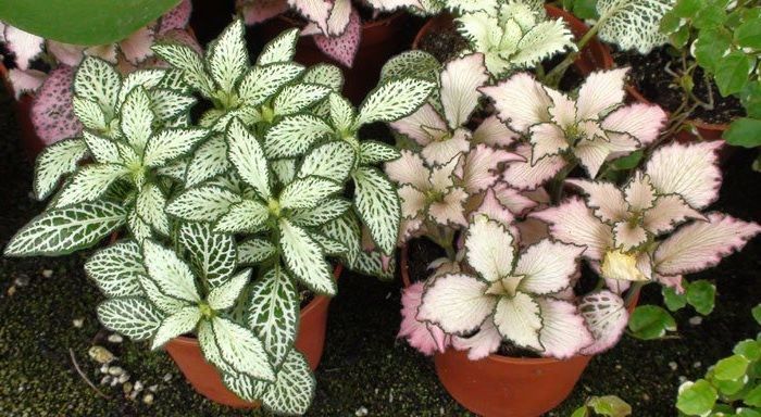 cultivo de fittonia en macetas