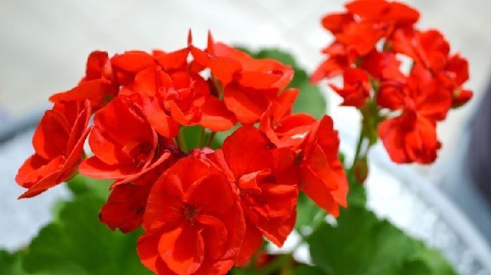 cultivo de geranios