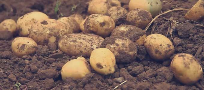 cultivo de hortalizas y verduras