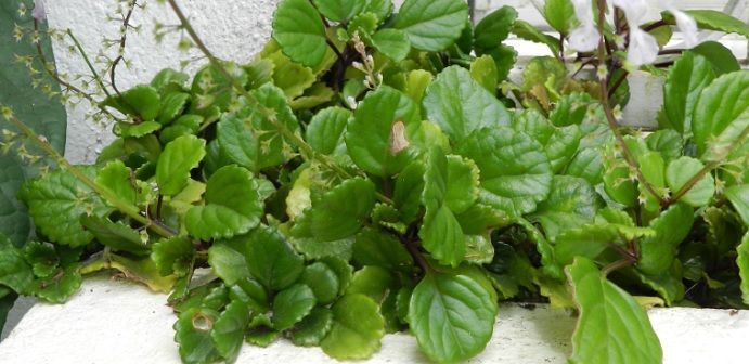 cultivo de la planta del dinero