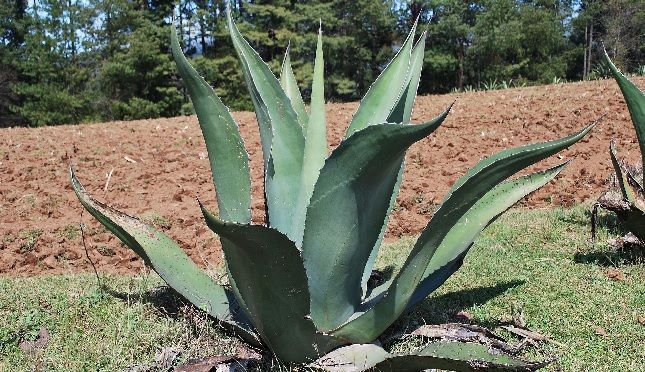 cultivo de maguey o agave salmiana