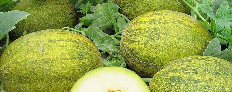 cultivo de melones en el huerto