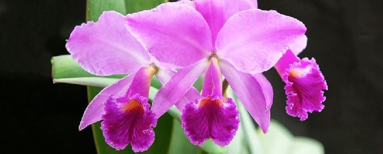 cultivo de orquidea en casa