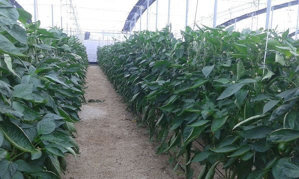 Cultivo de pimiento en Almería cultivo de pimiento en invernadero