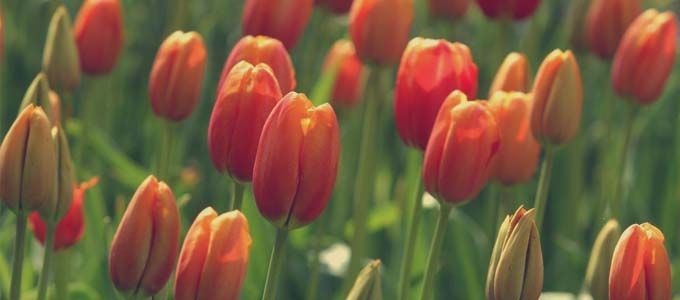 cultivo de tulipan