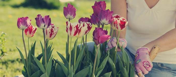 cultivo de tulipanes en jardin