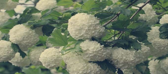 cultivo de viburnum opulus