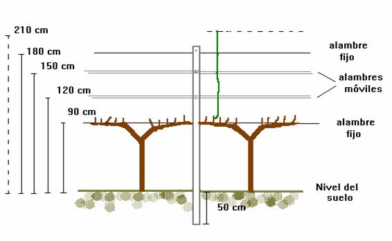 cultivo de vid en espaldera