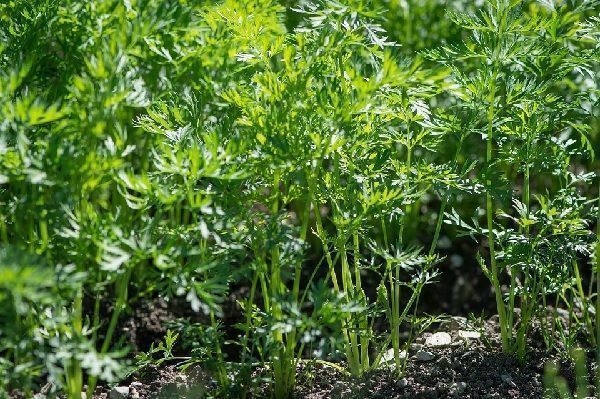 cultivo de zanahoria en el huerto