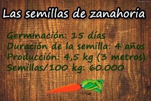 cultivo de zanahoria cultivo de zanahoria. Especificaciones