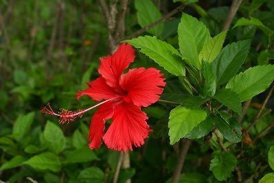 cultivo del hibisco cultivo del hibisco
