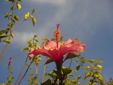 cultivo del hibisco cultivo del hibisco
