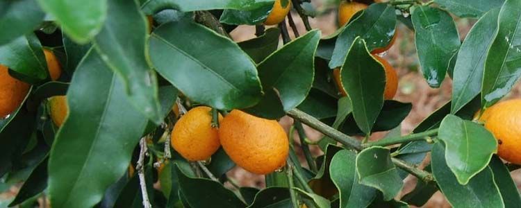 Cultivo del kumquat en el jardín