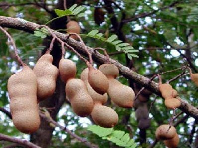 cultivo del tamarindo cultivo del tamarindo