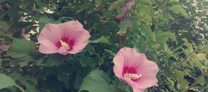 cultivo en jardin de la rosa de Siria