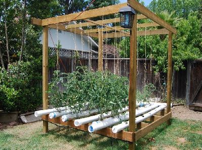 cultivo hidropónico de tomates cultivo hidropónico de tomates