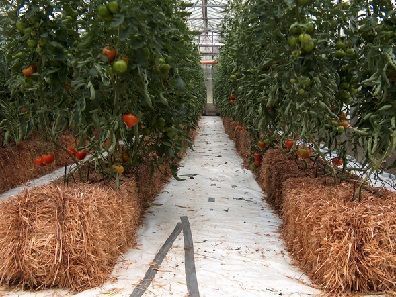 cultivo hidropónico cultivo hidropónico