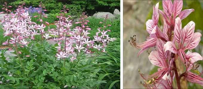 cultivo y propiedades de Dictamnus albus