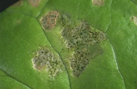 daño de trips en lechuga