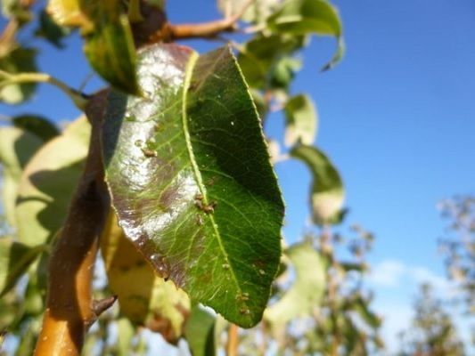 daños de psila del peral en hoja