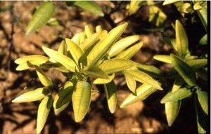 deficiencia de Fe en olivo Clorosis férrica