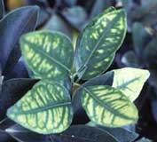 deficiencia de zinc Abonado de frutales