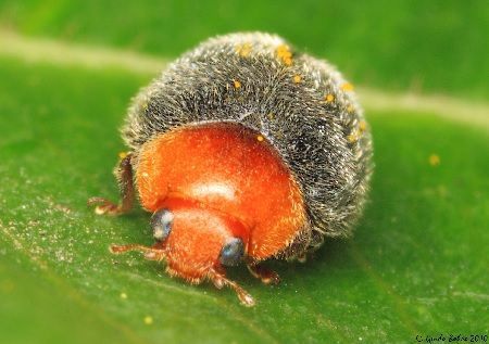 depredador cochinillas Cryptolaemus montrouzieri depredador cochinillas Cryptolaemus montrouzieri